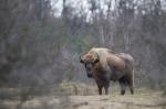 Zubr evropský (Bison bonasus)