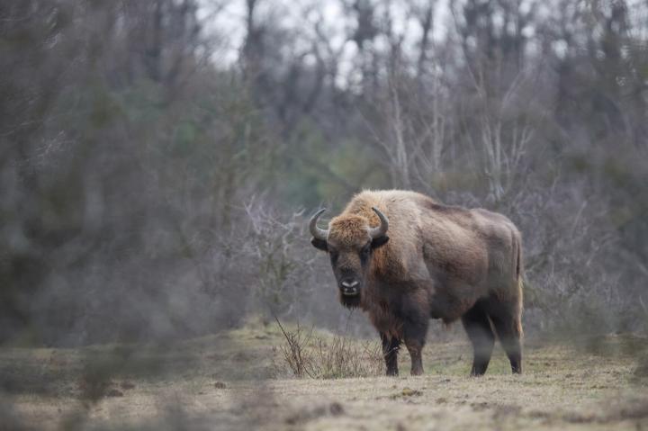 Zubr evropský (Bison bonasus)
