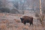 Zubr evropský (Bison bonasus)