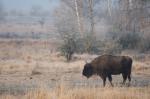 Zubr evropský (Bison bonasus)
