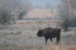 Zubr evropský (Bison bonasus)