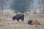 Zubr evropský (Bison bonasus)