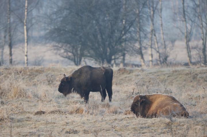 Zubr evropský (Bison bonasus)