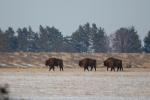 Zubr evropský (Bison bonasus)