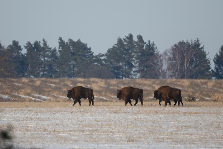 Zubr evropský (Bison bonasus)