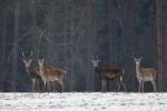 Jelen lesní (Cervus elaphus)
