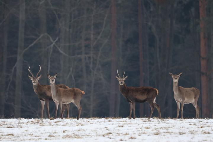 Jelen lesní (Cervus elaphus)