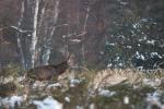 Jelen lesní (Cervus elaphus)