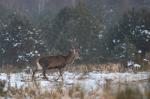 Jelen lesní (Cervus elaphus)