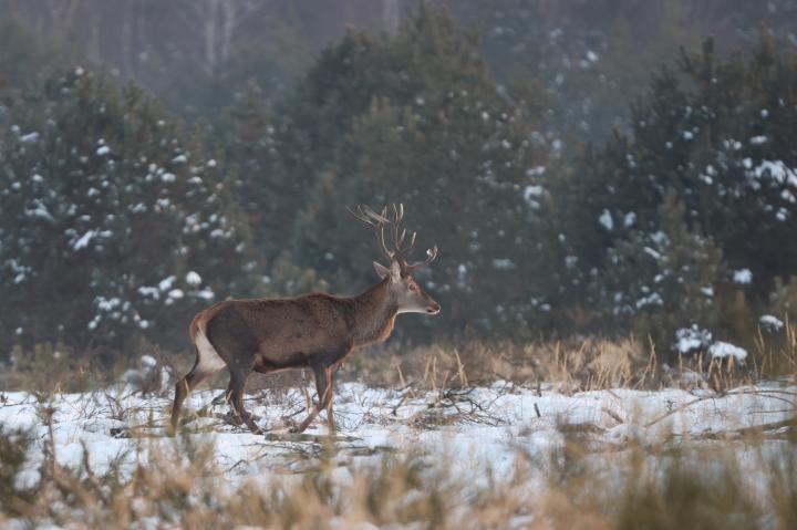Jelen lesní (Cervus elaphus)