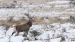 Jelen lesní (Cervus elaphus)