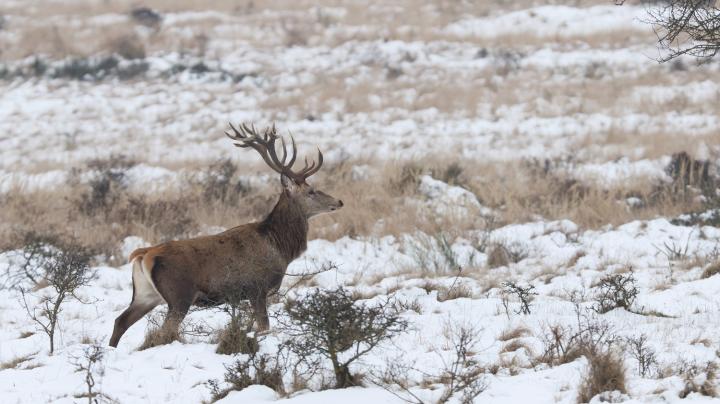 Jelen lesní (Cervus elaphus)