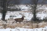 Jelen lesní (Cervus elaphus)
