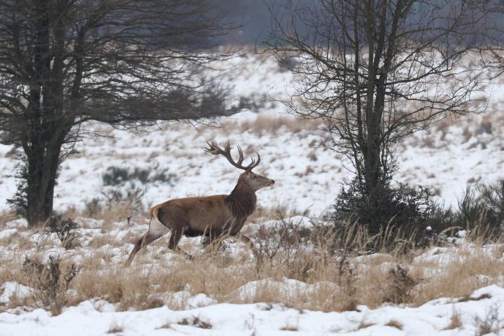 Jelen lesní (Cervus elaphus)