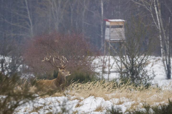 Jelen lesní (Cervus elaphus)