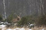 Jelen lesní (Cervus elaphus)