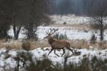 Jelen lesní (Cervus elaphus)