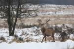 Jelen lesní (Cervus elaphus)