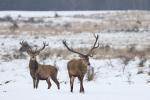 Jelen lesní (Cervus elaphus)
