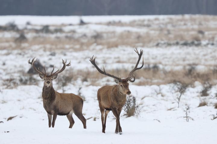 Jelen lesní (Cervus elaphus)