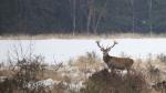 Jelen lesní (Cervus elaphus)
