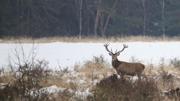 Jelen lesní (Cervus elaphus)