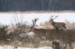 Jelen lesní (Cervus elaphus)