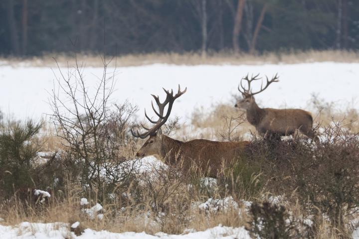 Jelen lesní (Cervus elaphus)