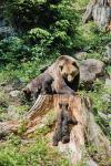  Medvěd hnědý ( Ursus arctos)