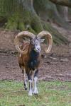 Muflon (Ovis musimon)