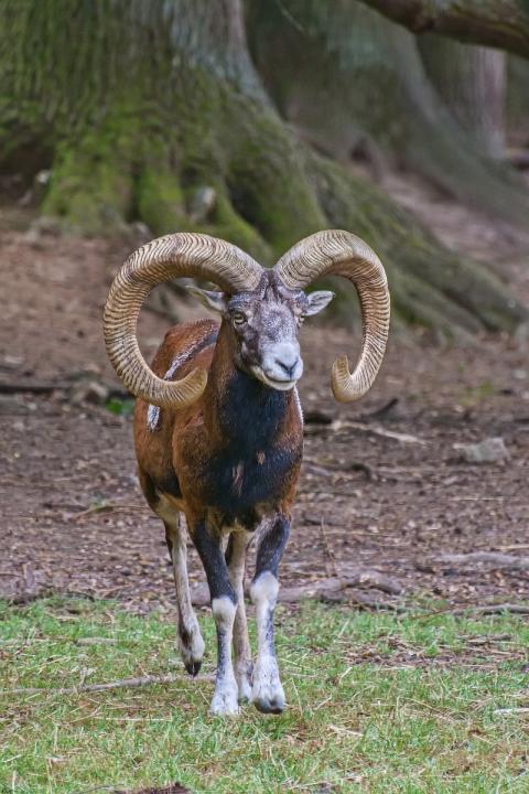 Muflon (Ovis musimon)