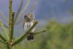 Kulíšek nejmenší (Glaucidium passerinum)
