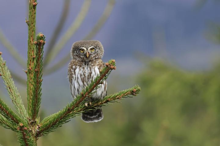 Kulíšek nejmenší (Glaucidium passerinum)