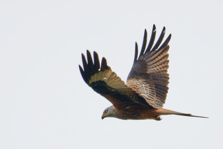 Luňák červený  (Milvus milvus)