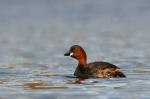 Potápka malá (Tachybaptus ruficollis)