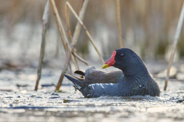 Slípka zelenonohá (Gallinula chloropus)