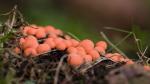 Hlenka vlčí (Lycogala epidendrum)