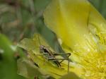 Kobylka luční (Metrioptera roeselii)