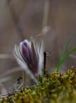 Koniklec velkokvětý (Pulsatilla grandis)