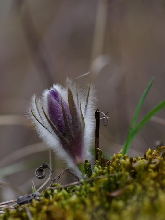 Koniklec velkokvětý (Pulsatilla grandis)