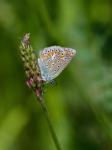 Modrásek jetelový (Polyommatus bellargus)