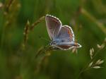 Modrásek jetelový (Polyommatus bellargus)