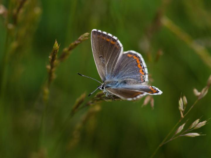 Modrásek jetelový (Polyommatus bellargus)