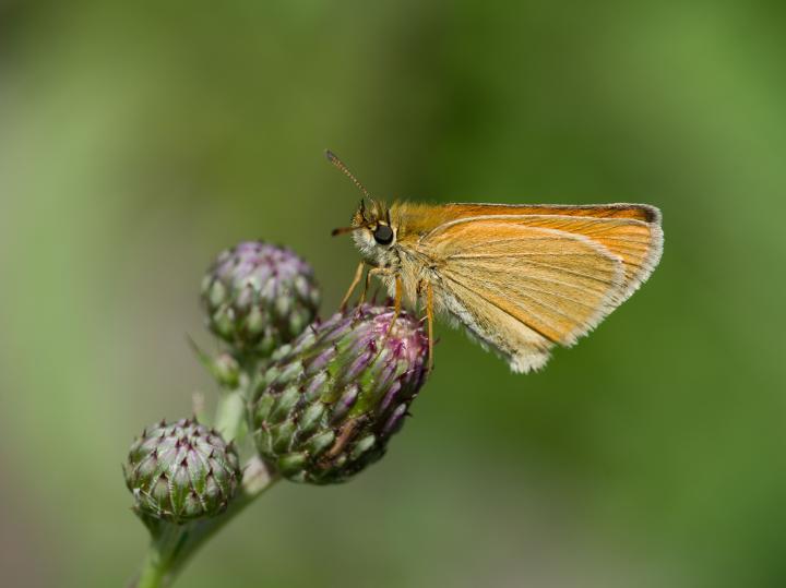 Soumračník čárečkový (Crepusculum)