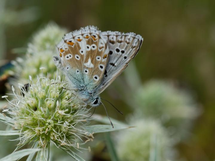 Modrásek vikvicový (ervum caeruleum)