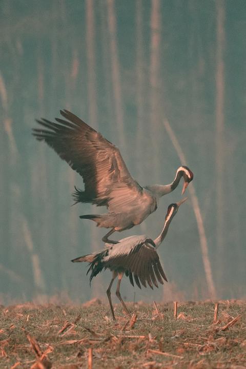  Jeřáb popelavý  ( Grus grus)