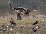  Orel mořský ( Haliaeetus albicillus)