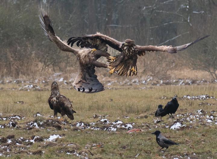  Orel mořský ( Haliaeetus albicillus)