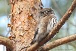 Kulíšek nejmenší (Glaucidium passerinum)