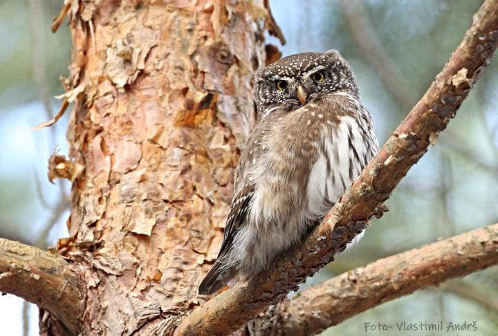 Kulíšek nejmenší (Glaucidium passerinum)